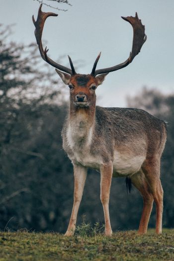 Bentveld, The Netherlands, deer, male Wallpaper 640x960