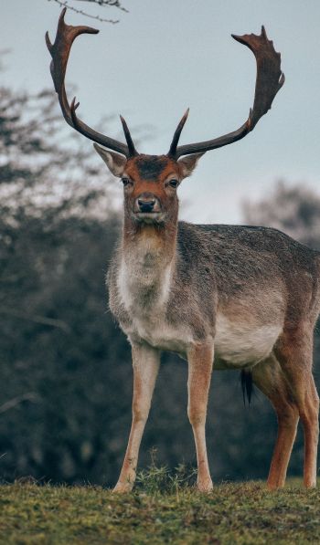Bentveld, The Netherlands, deer, male Wallpaper 600x1024