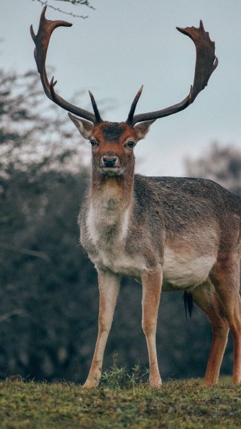 Bentveld, The Netherlands, deer, male Wallpaper 1440x2560