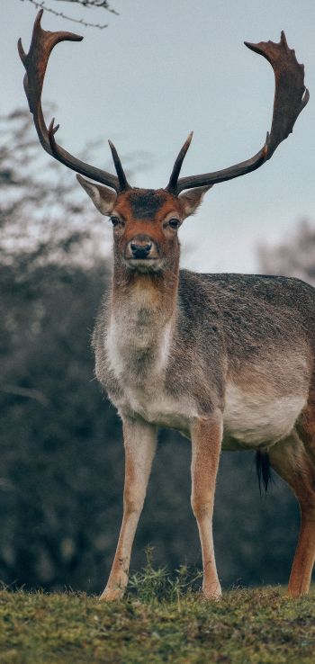 Bentveld, The Netherlands, deer, male Wallpaper 1440x3040
