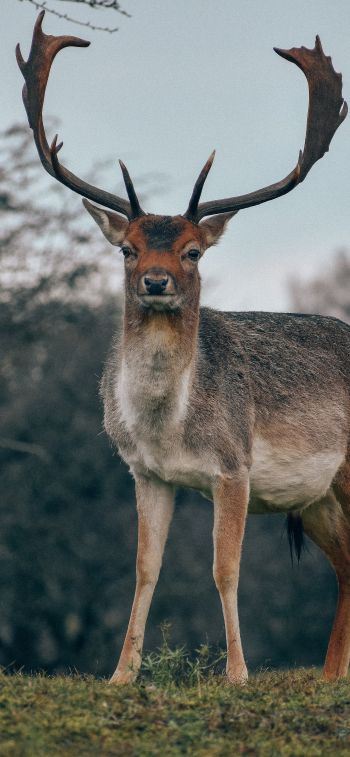 Bentveld, The Netherlands, deer, male Wallpaper 1125x2436