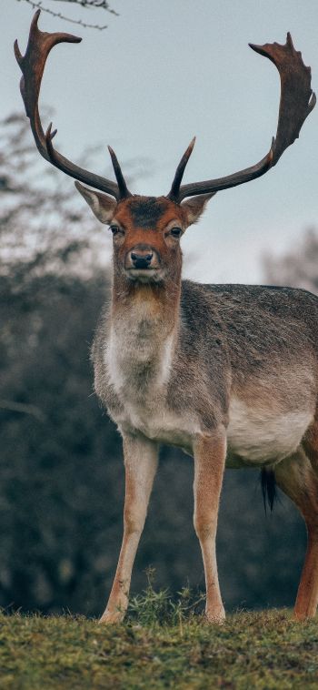 Bentveld, The Netherlands, deer, male Wallpaper 1080x2340