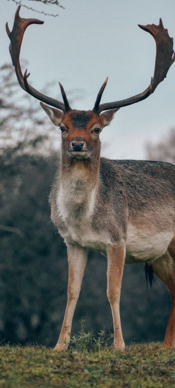 Bentveld, The Netherlands, deer, male Wallpaper 1080x2400