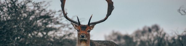 Bentveld, The Netherlands, deer, male Wallpaper 1590x400