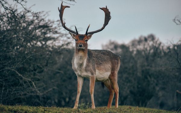 Bentveld, The Netherlands, deer, male Wallpaper 1920x1200