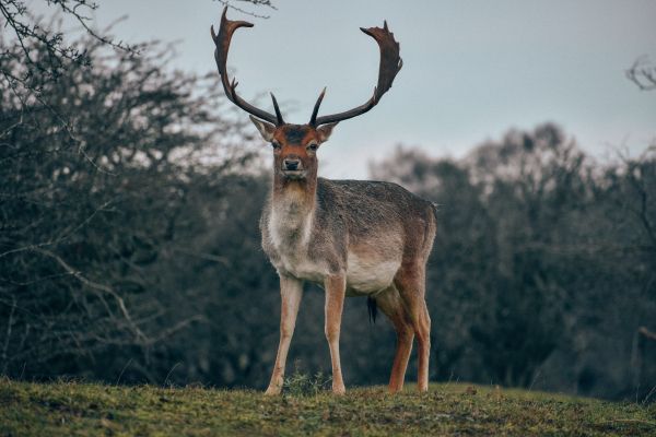 Bentveld, The Netherlands, deer, male Wallpaper 6000x4000