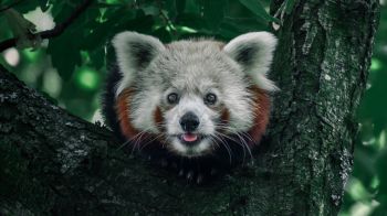 red panda, on the tree, wild nature Wallpaper 2048x1152