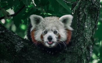 red panda, on the tree, wild nature Wallpaper 1920x1200
