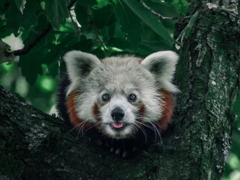 red panda, on the tree, wild nature Wallpaper 1024x768