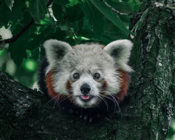 red panda, on the tree, wild nature Wallpaper 1280x1024