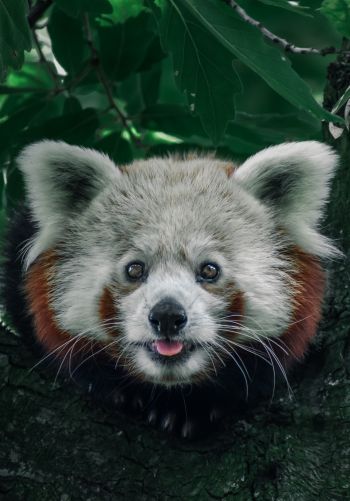 red panda, on the tree, wild nature Wallpaper 1668x2388
