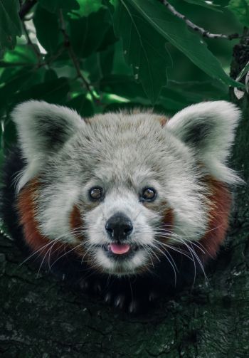 red panda, on the tree, wild nature Wallpaper 1640x2360