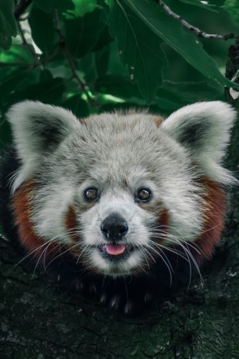 red panda, on the tree, wild nature Wallpaper 640x960