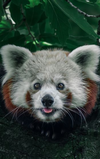 red panda, on the tree, wild nature Wallpaper 1752x2800
