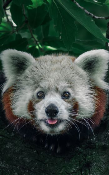 red panda, on the tree, wild nature Wallpaper 1600x2560