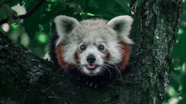 red panda, on the tree, wild nature Wallpaper 1600x900
