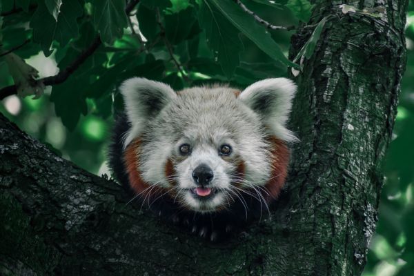 red panda, on the tree, wild nature Wallpaper 6000x4000