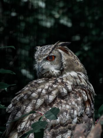 owl, owl, wild bird Wallpaper 1668x2224