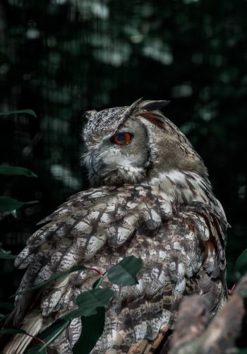 owl, owl, wild bird Wallpaper 1668x2388