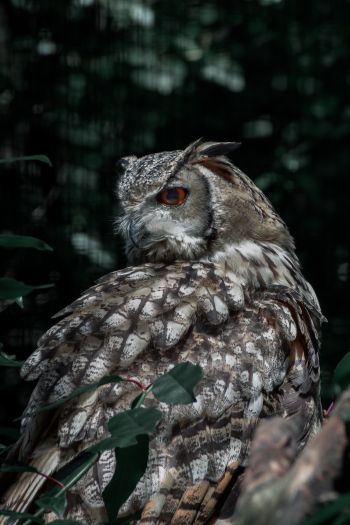 owl, owl, wild bird Wallpaper 640x960