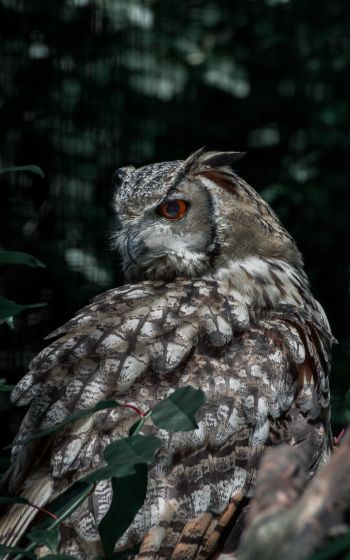 owl, owl, wild bird Wallpaper 1600x2560