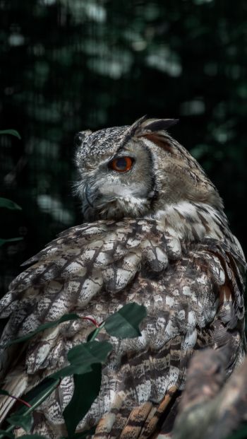 owl, owl, wild bird Wallpaper 640x1136