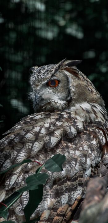 owl, owl, wild bird Wallpaper 1080x2220