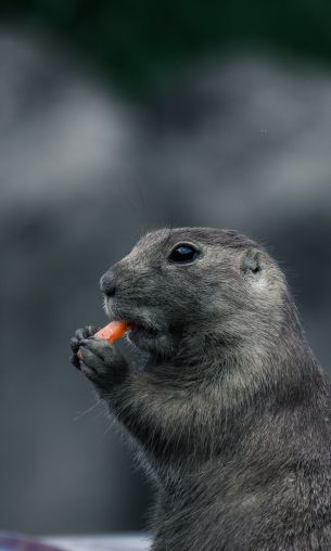 rodent, gray, animal Wallpaper 1200x2000