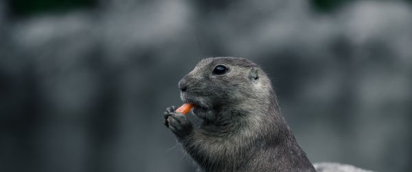 rodent, gray, animal Wallpaper 3440x1440