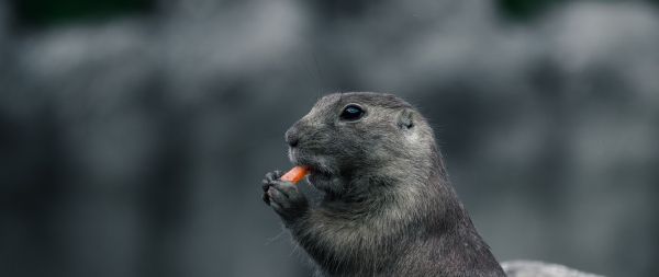 rodent, gray, animal Wallpaper 2560x1080