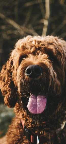 The Netherlands, dog Wallpaper 1080x2340