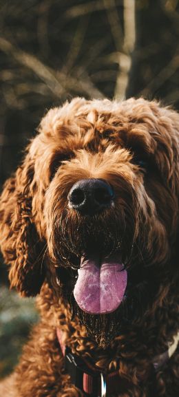 The Netherlands, dog Wallpaper 1080x2400