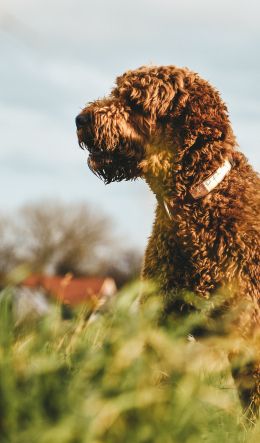 The Netherlands, dog, pet Wallpaper 600x1024