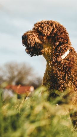 The Netherlands, dog, pet Wallpaper 640x1136