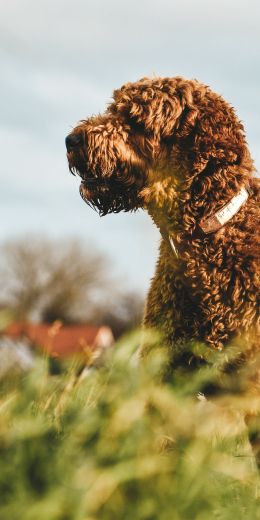 The Netherlands, dog, pet Wallpaper 720x1440