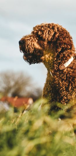 The Netherlands, dog, pet Wallpaper 1080x2220