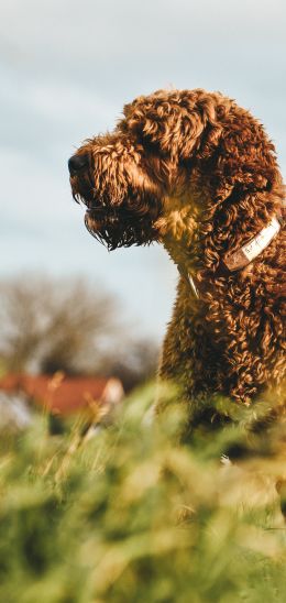 The Netherlands, dog, pet Wallpaper 1440x3040