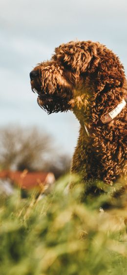 The Netherlands, dog, pet Wallpaper 1170x2532