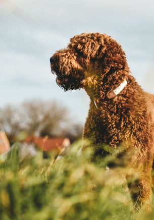 The Netherlands, dog, pet Wallpaper 1668x2388