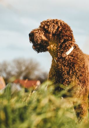 The Netherlands, dog, pet Wallpaper 1640x2360