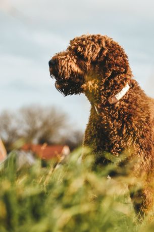 The Netherlands, dog, pet Wallpaper 640x960