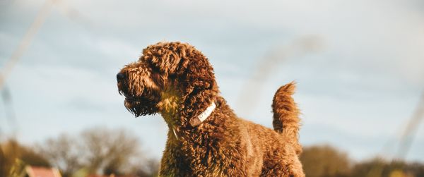 The Netherlands, dog, pet Wallpaper 3440x1440