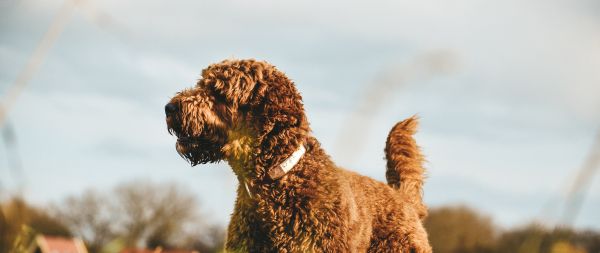 The Netherlands, dog, pet Wallpaper 2560x1080