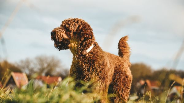 The Netherlands, dog, pet Wallpaper 1366x768