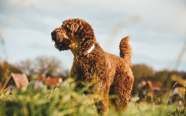 The Netherlands, dog, pet Wallpaper 1920x1200