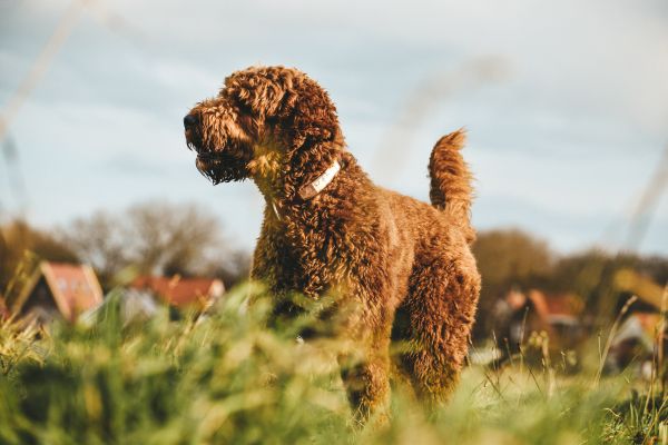 The Netherlands, dog, pet Wallpaper 6000x4000