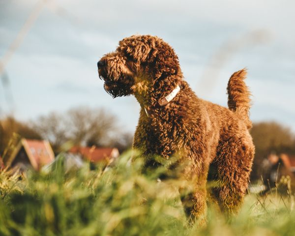 The Netherlands, dog, pet Wallpaper 1280x1024