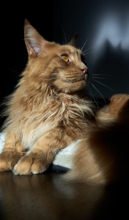 cat, maine coon, pet Wallpaper 600x1024