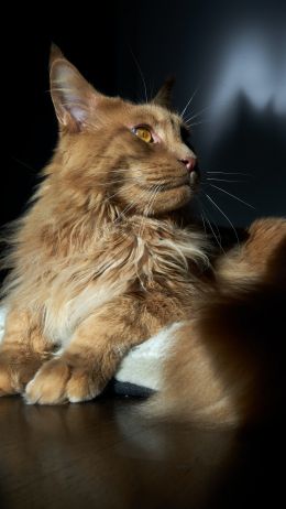 cat, maine coon, pet Wallpaper 1440x2560