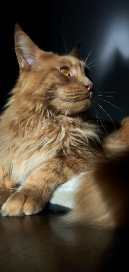 cat, maine coon, pet Wallpaper 1080x2280